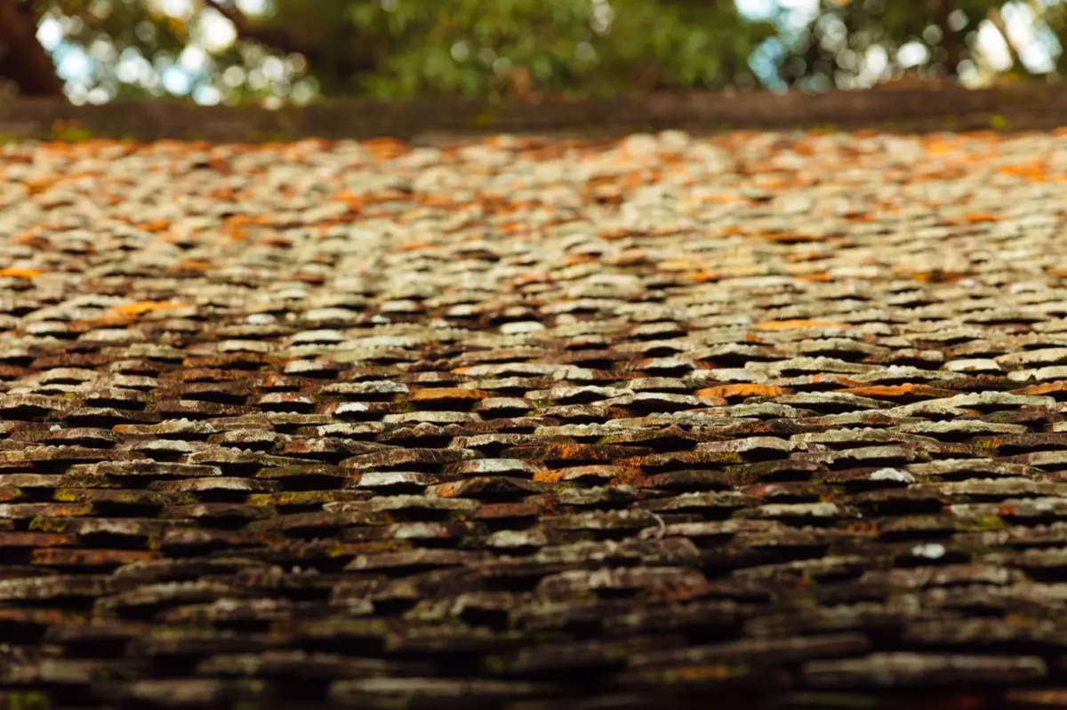 Moss growing on an aging asphalt shingle roof in Kissimmee, FL